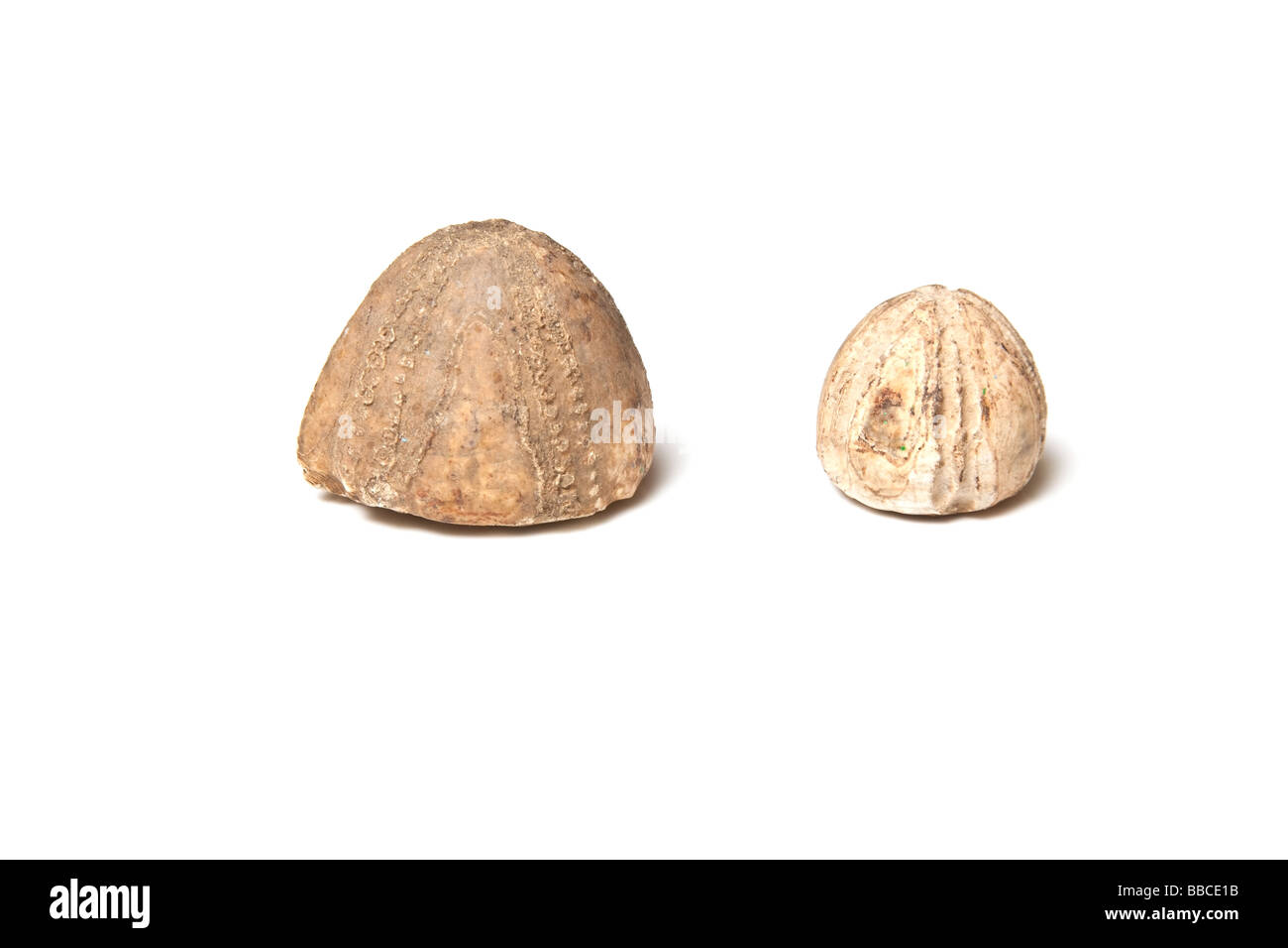 Fossils isolated on a white studio background Stock Photo