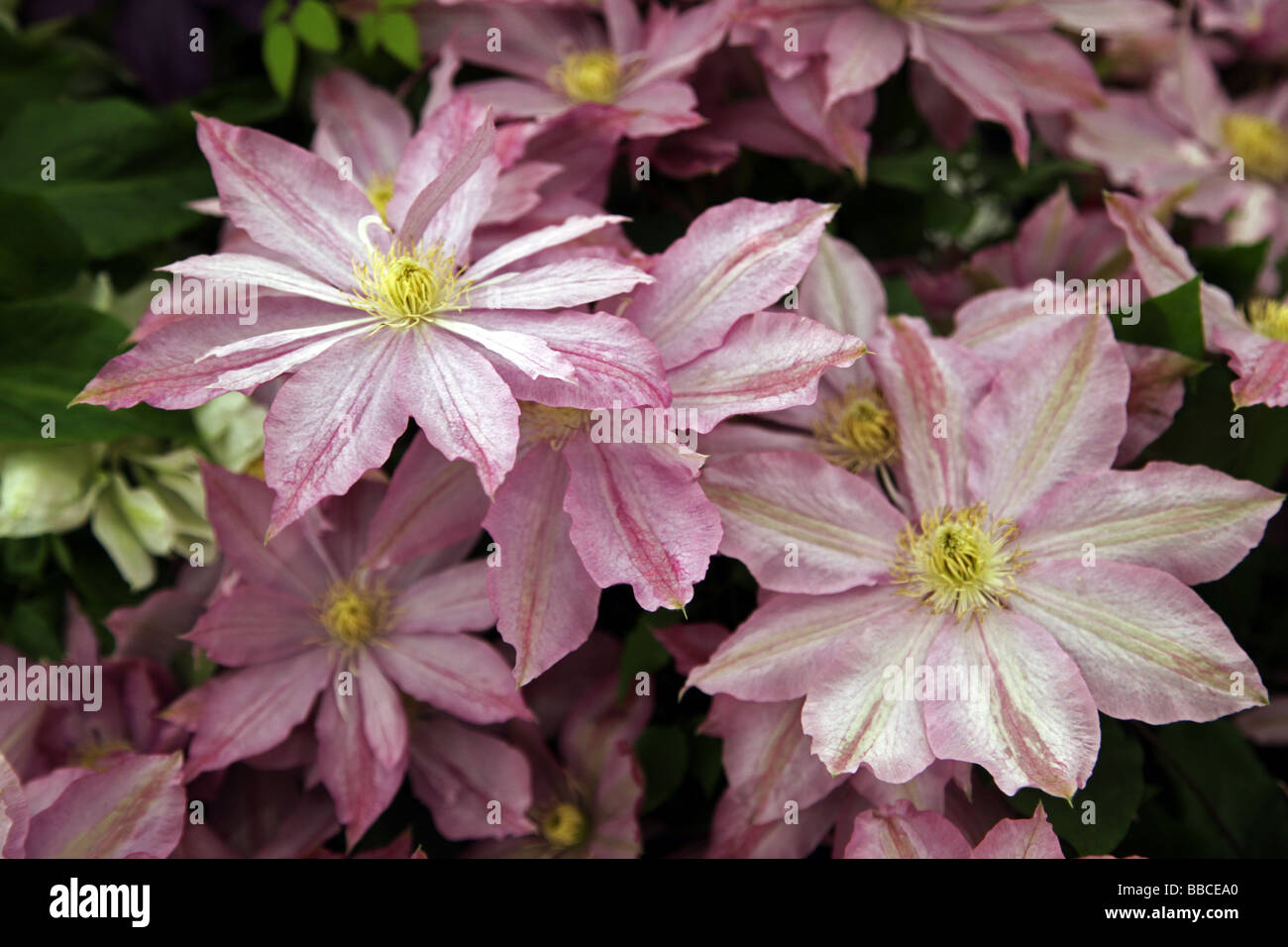 Clematis First Lady American clematis from Thorncroft Nurseries Norfolk UK Stock Photo