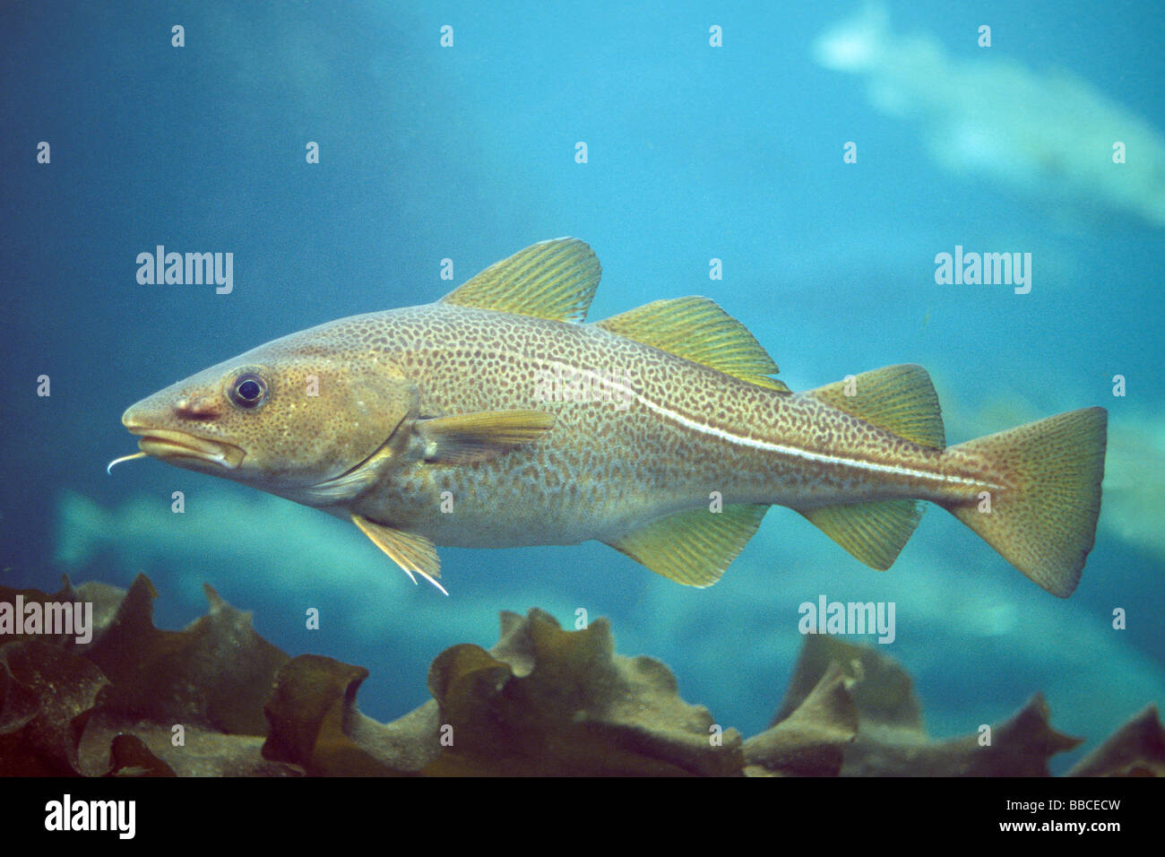 Atlantic Cod (Gadus morrhua) under water Stock Photo