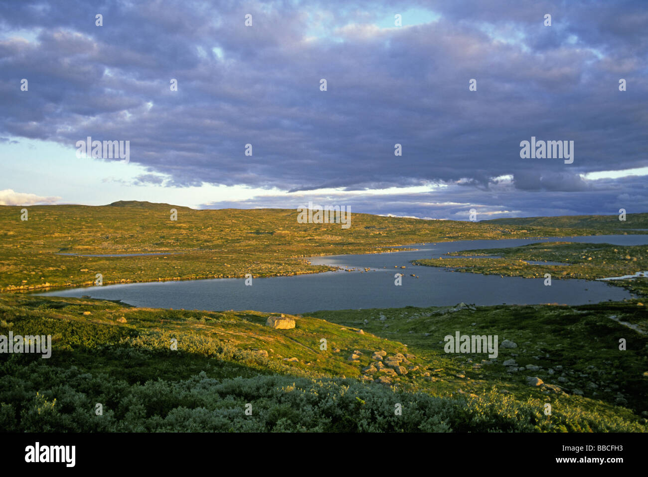 Hardangervidda in evening light, Hordaland, Norway Stock Photo