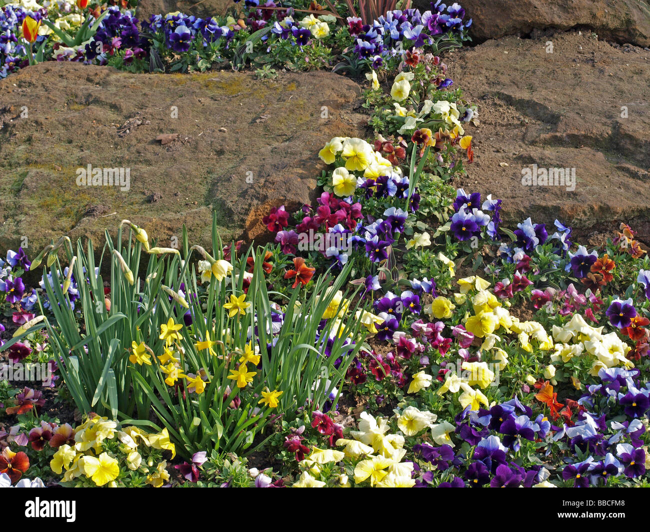 Early spring panseis and daffodils in a rockery Stock Photo