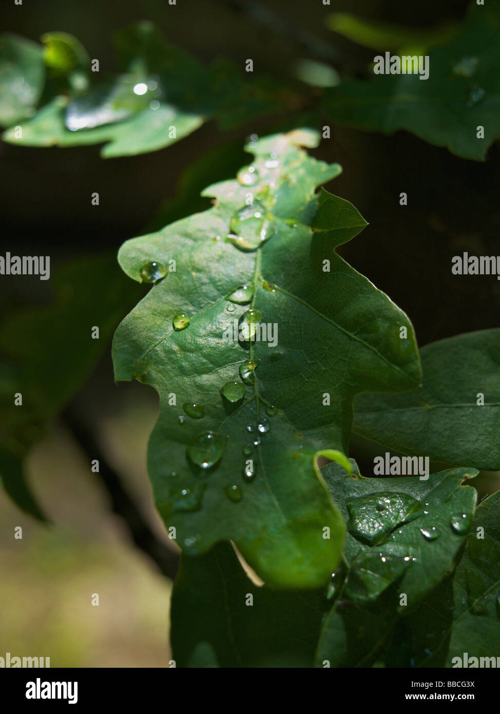 Holm oak leaf hi-res stock photography and images - Alamy