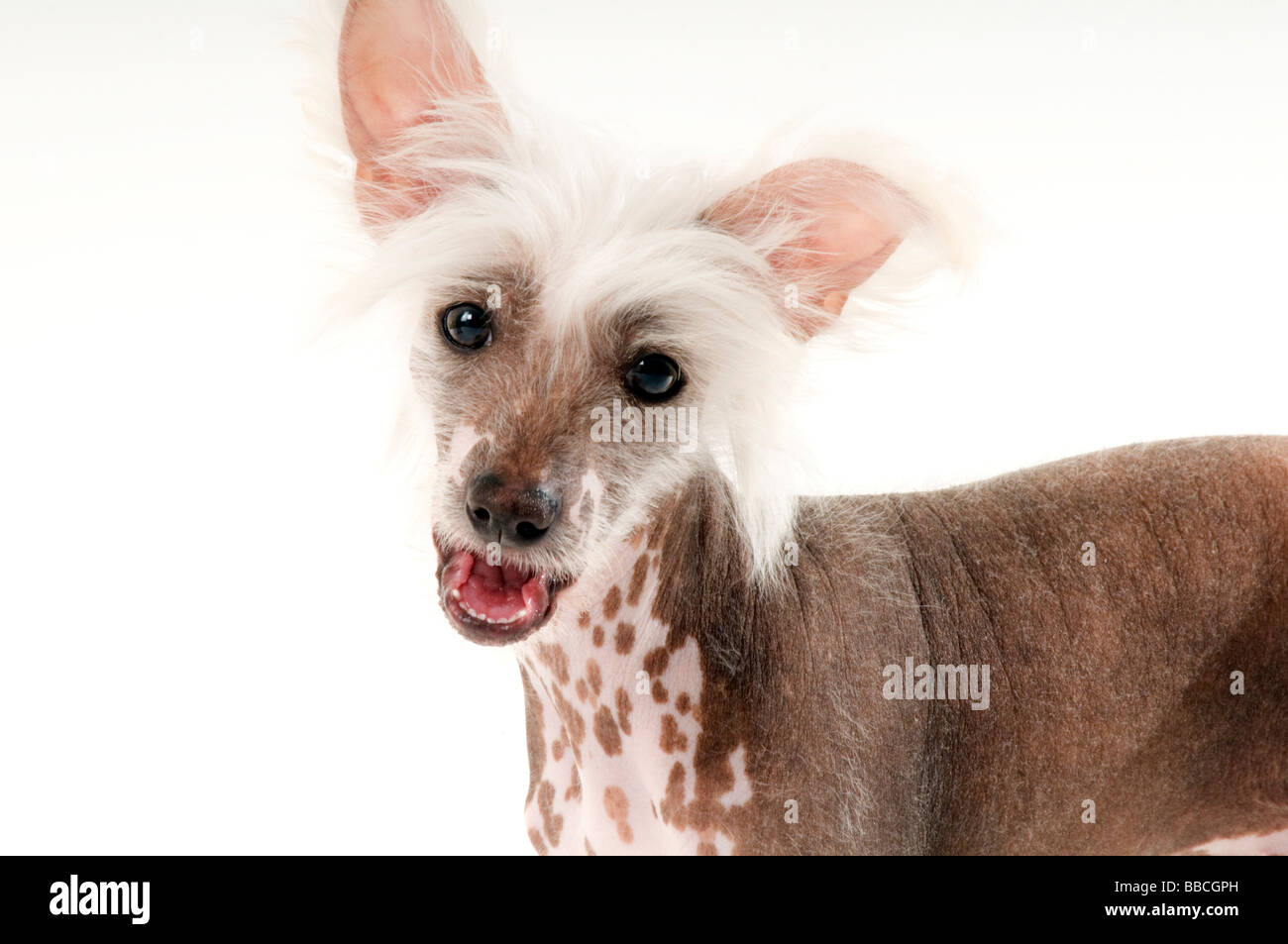 Why Is My Dog Going Bald Underneath