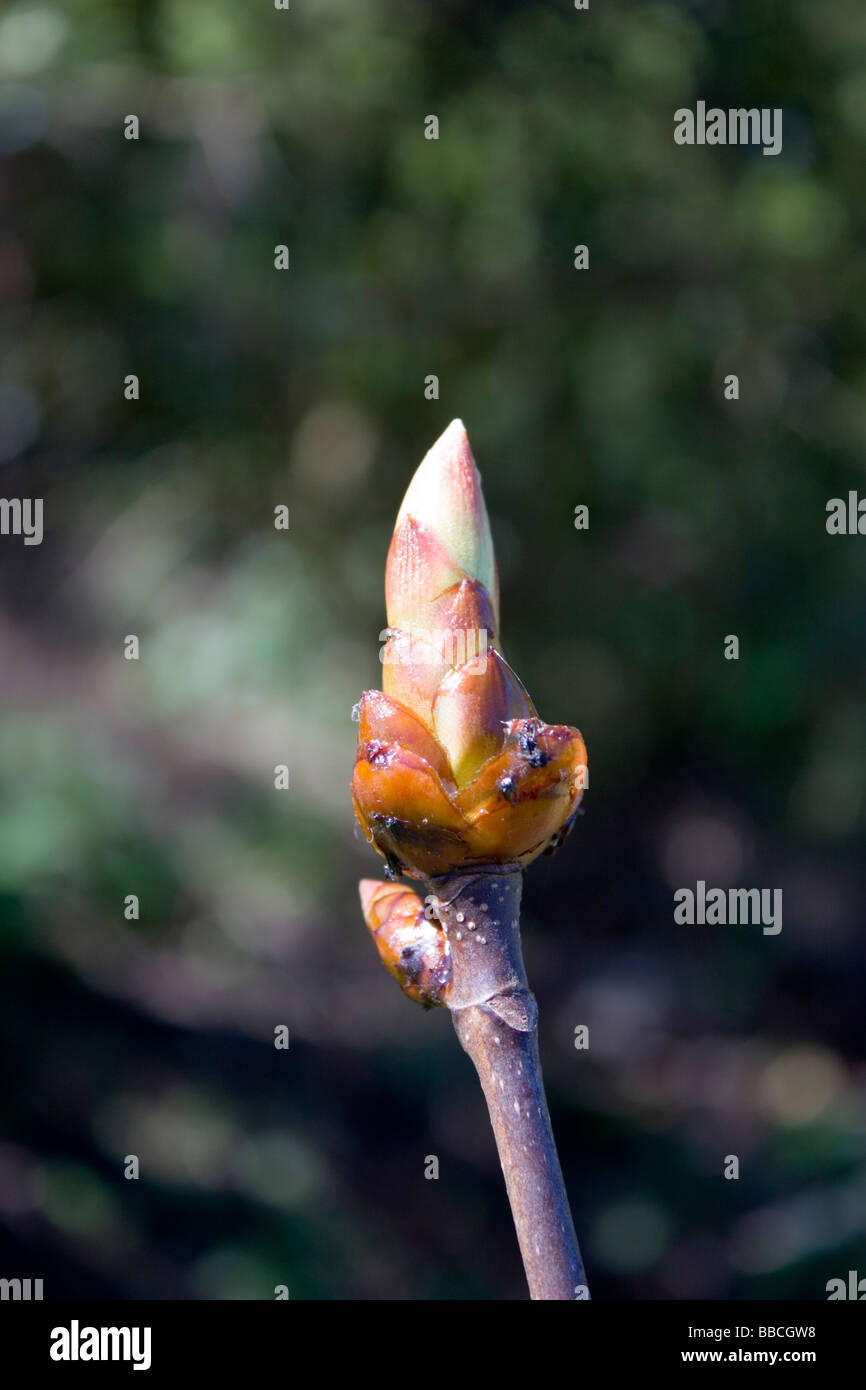 Sticky Buds Of The Horse Chestnut Tree, Aesculus Hippocastanum Stock 