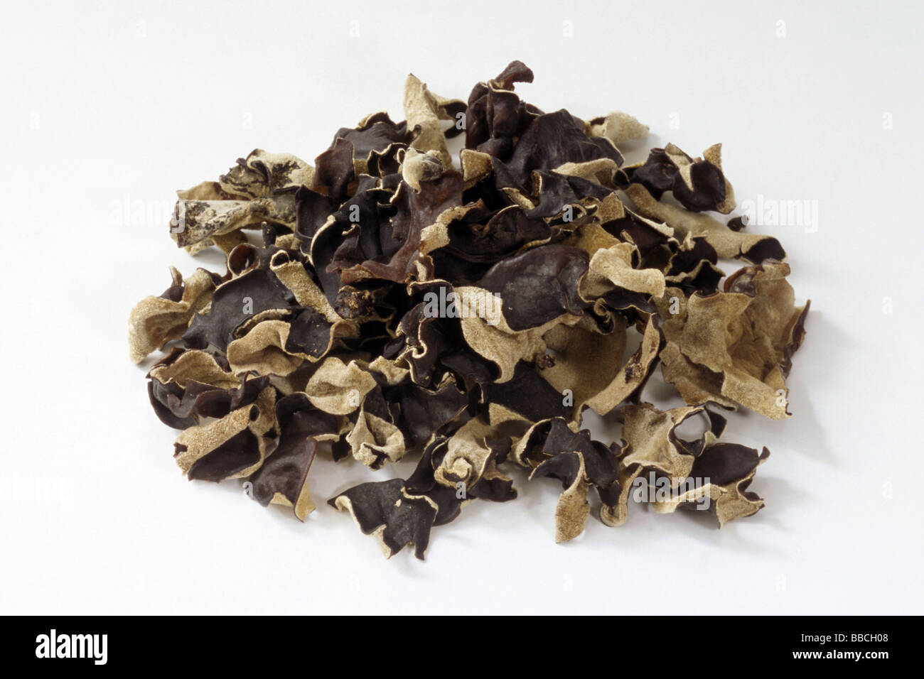 Wood Ear Fungus, Mu err Fungus or Jews Ear (Auricularia auricula judae