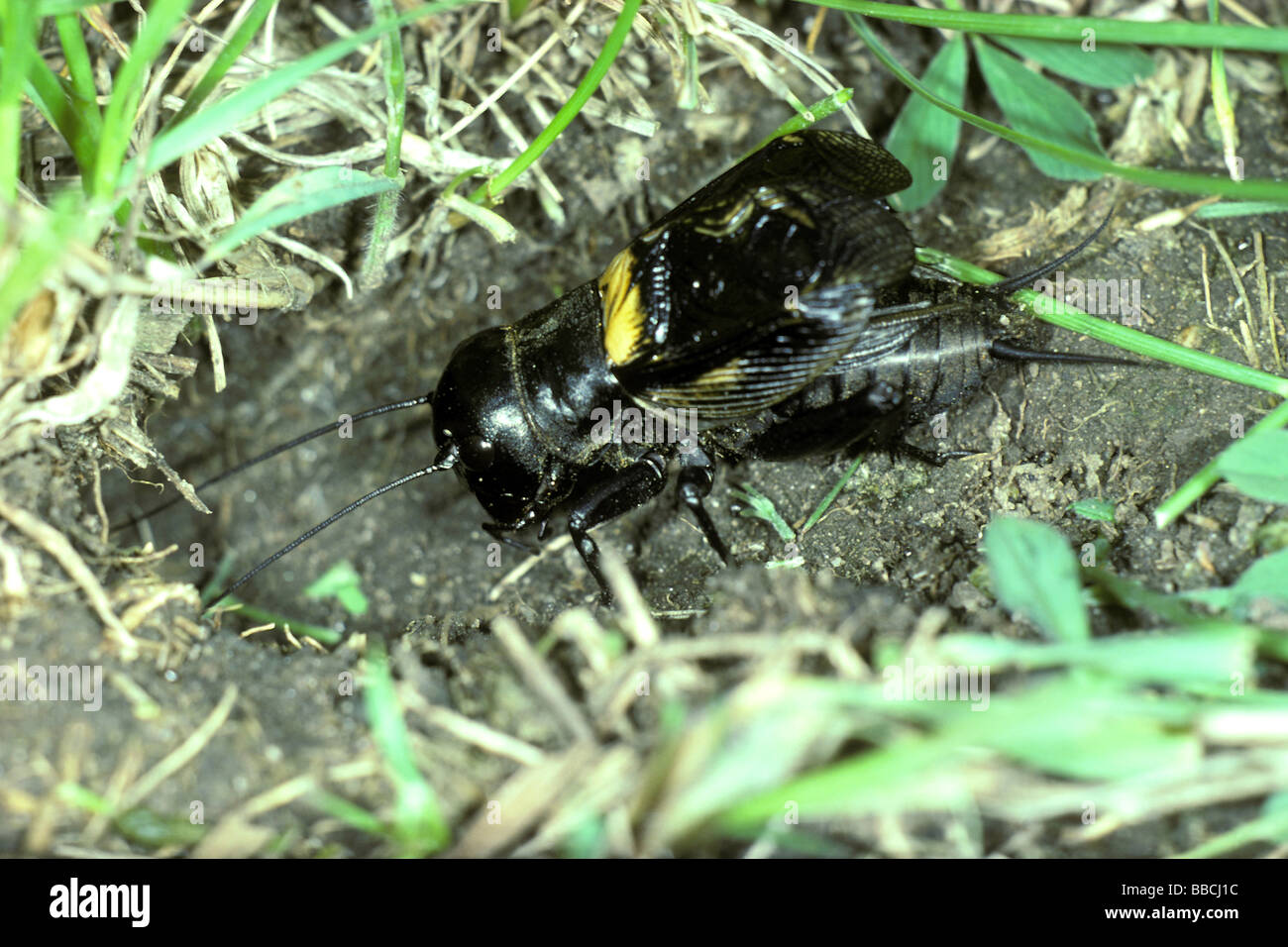Field Cricket (Gryllus campestris), male at entrance to underground burrow Stock Photo