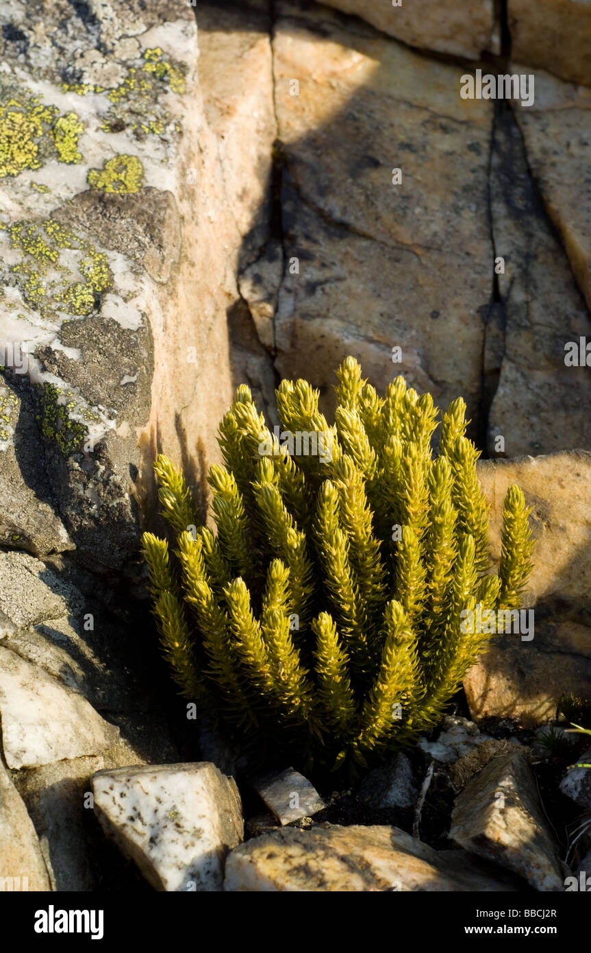 Fir clubmoss, Huperzia selago, growing on rocks in the Cairngorms, Scottish Highlands. Stock Photo