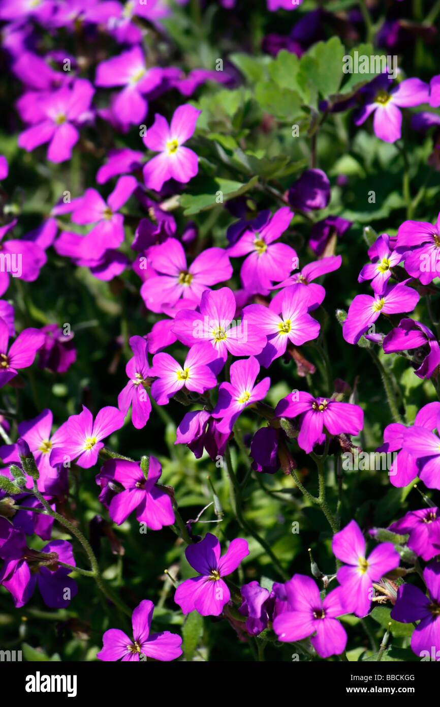 AUBRIETA. AUBRETIA. ARGENTEOVARIEGATA. ALBOMARGINATA. Stock Photo