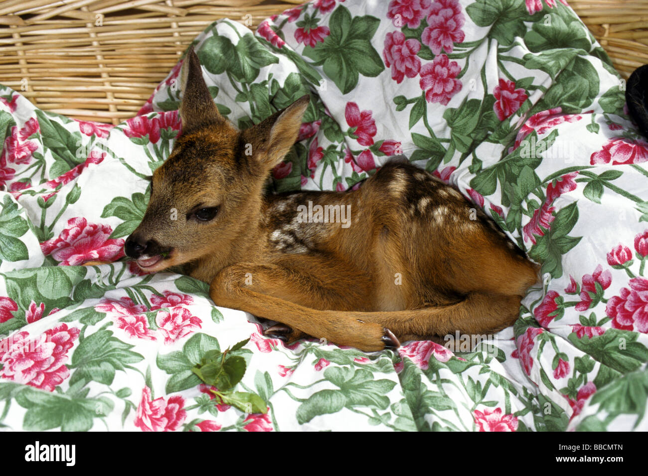 European Roe Deer (Capreolus capreolus). Orphaned fawn in human care Stock Photo