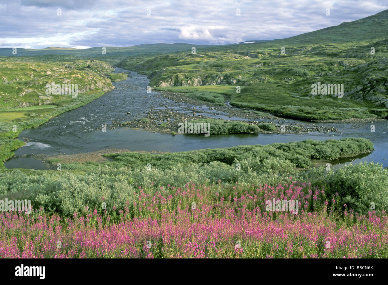 Stream on Hardangervidda, Hordaland, Norway Stock Photo