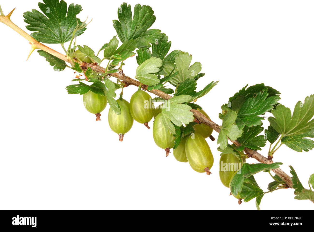 Gooseberry Stock Photo
