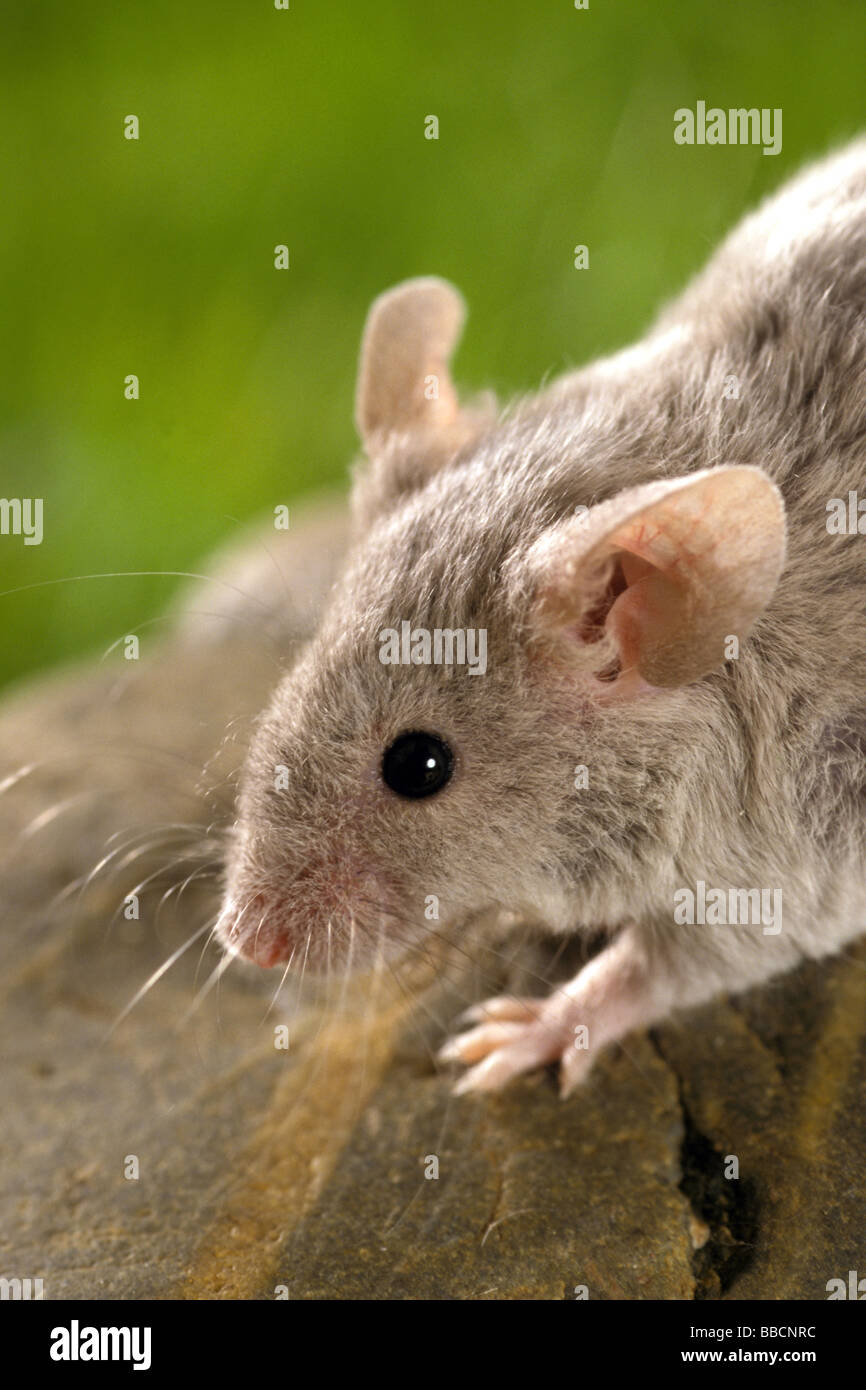 House Mouse (Mus musculus), portrait Stock Photo