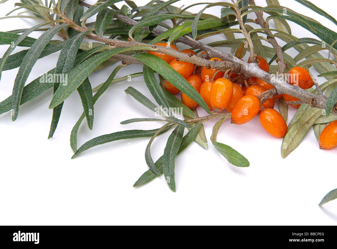 Sanddorn sallow thorn 08 Stock Photo