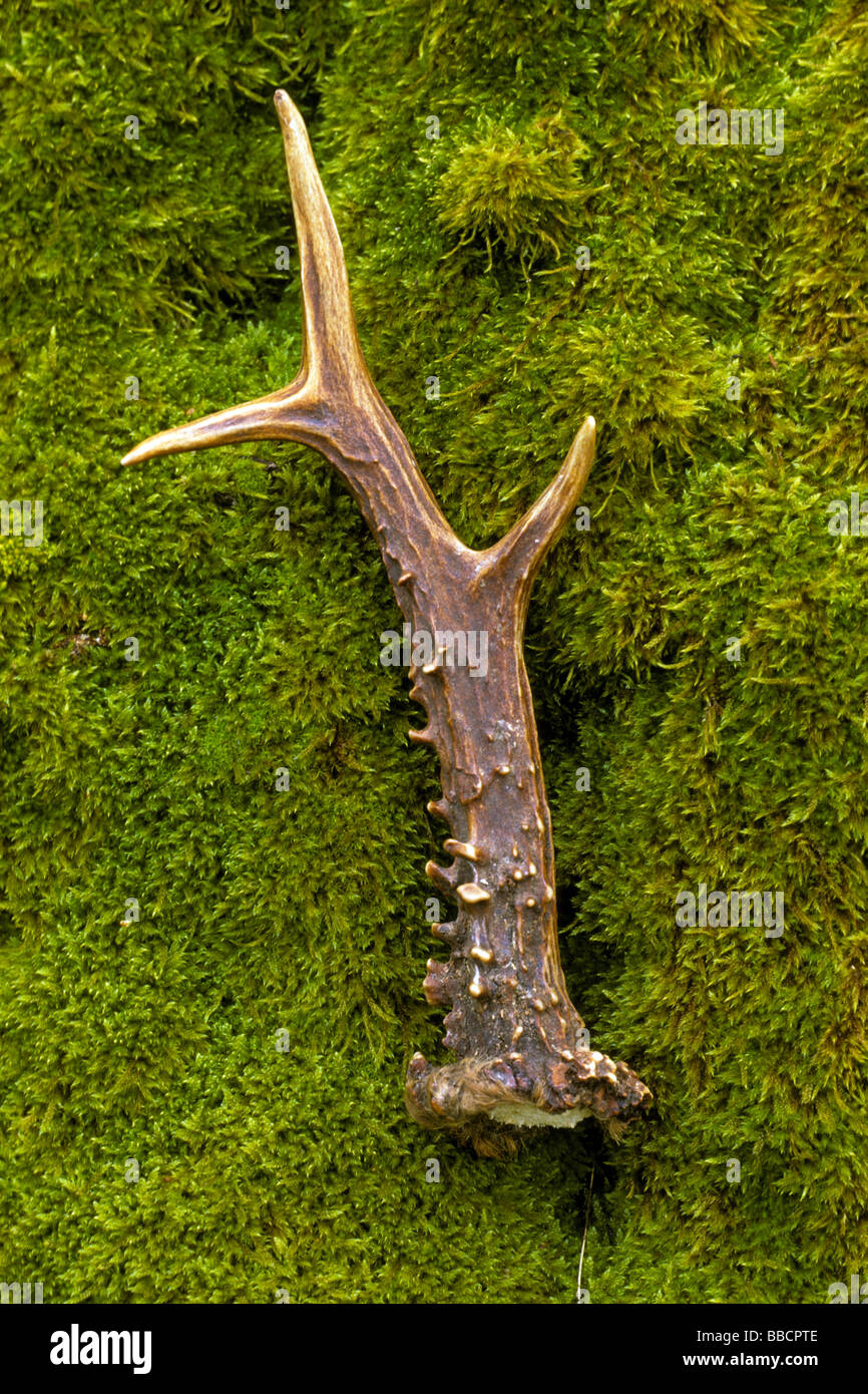 European Roe Deer (Capreolus capreolus). Shed antler on moss Stock Photo