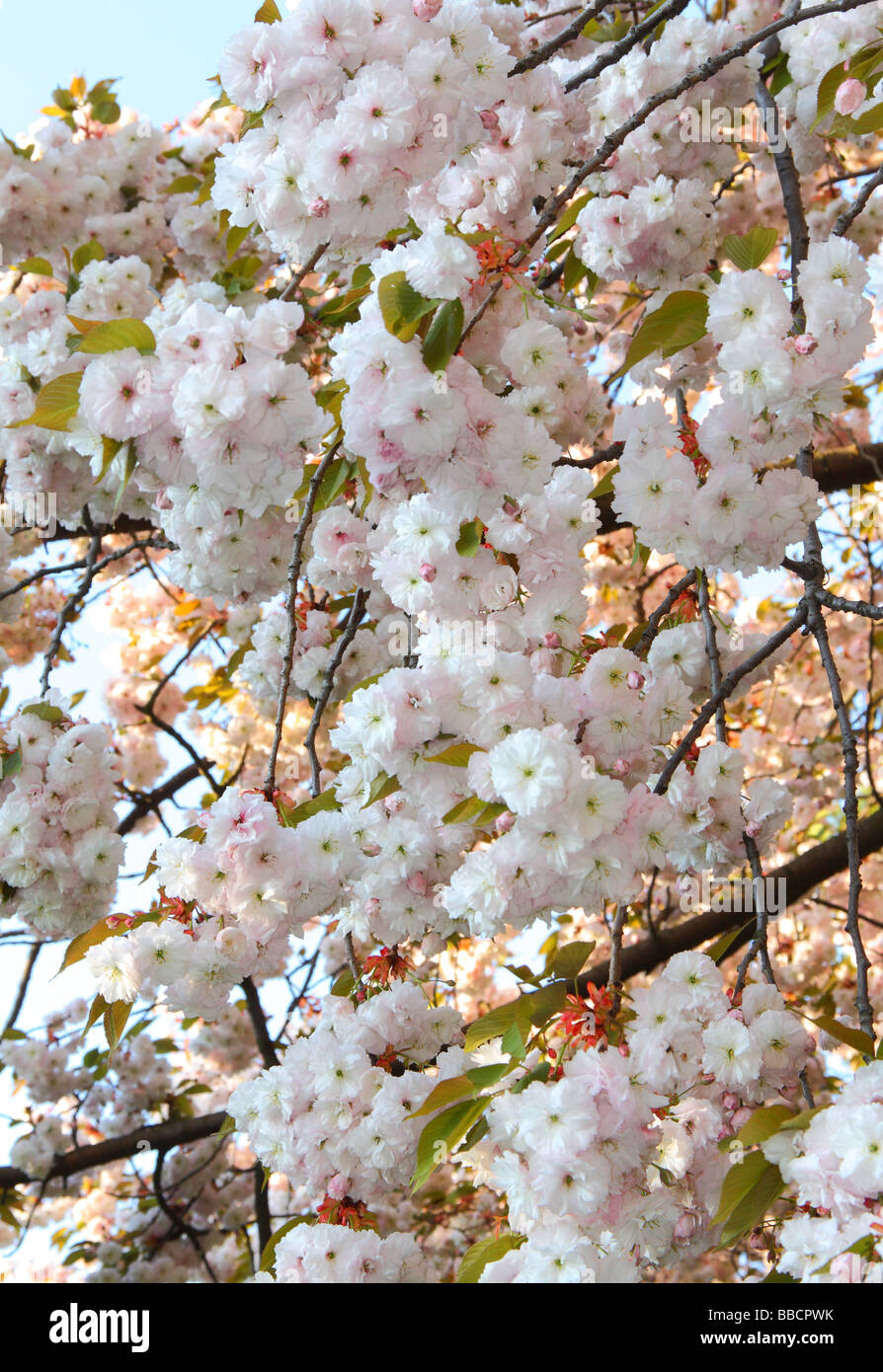 White ornamental cherry blossom Stock Photo
