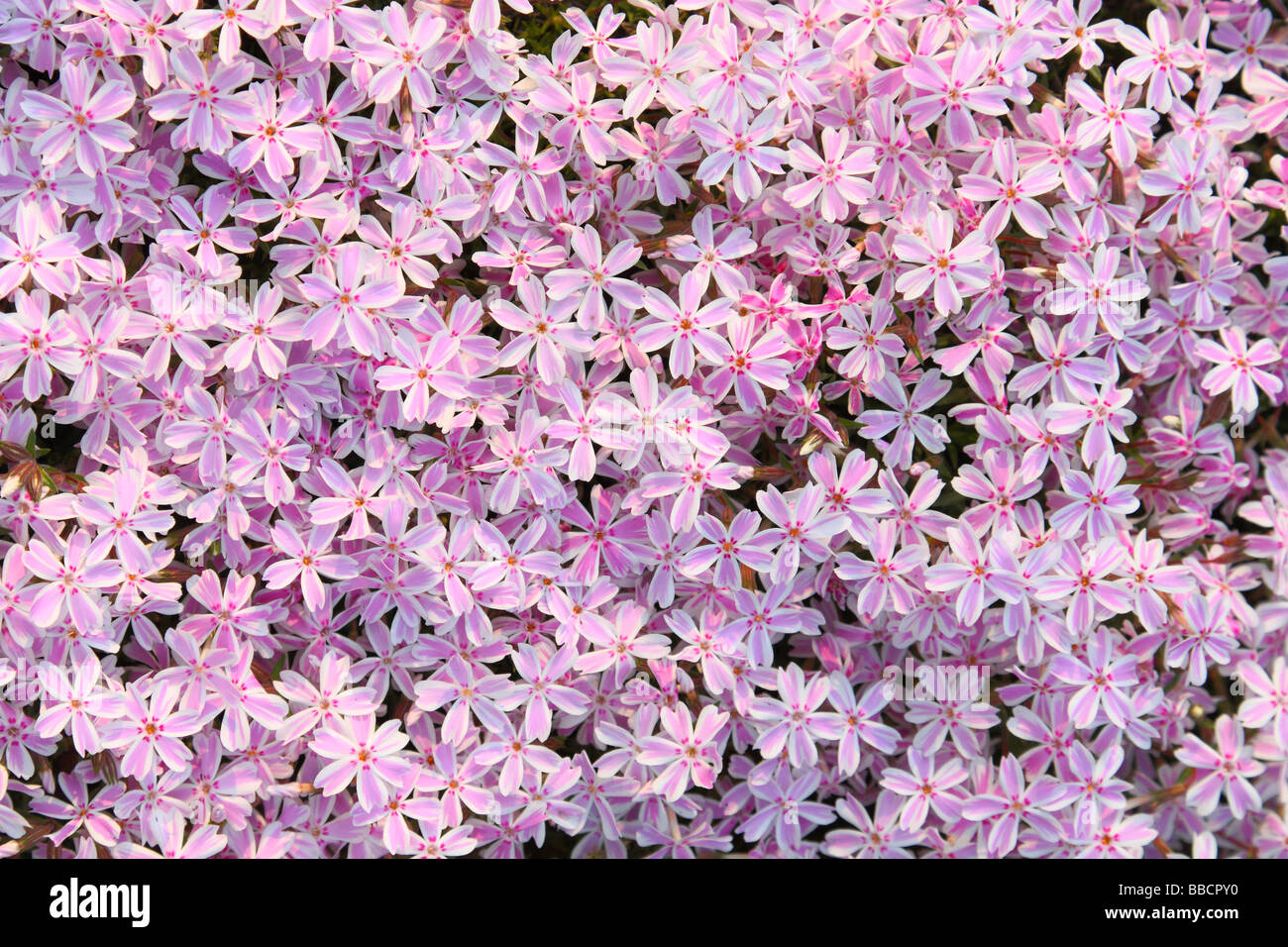 Pink Phlox flowers blooming Phlox subulata Stock Photo - Alamy