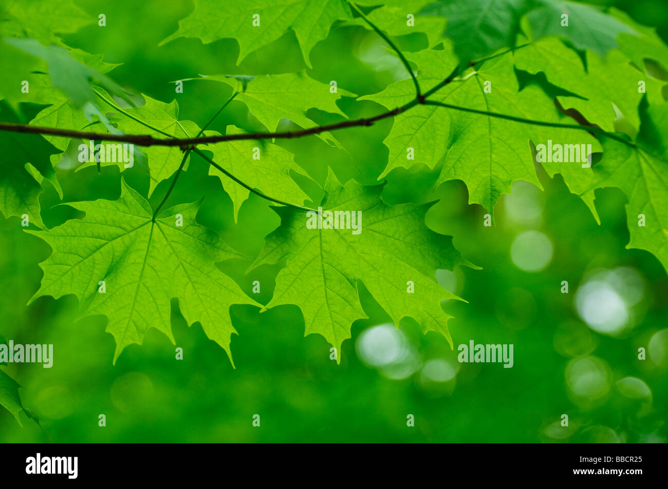maple leaf branch Stock Photo - Alamy