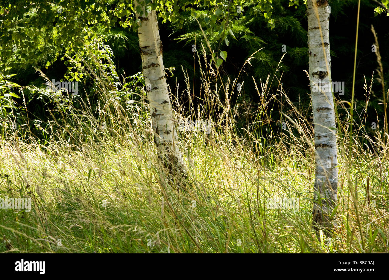 Backlit grasses and silver birch trunks Stock Photo