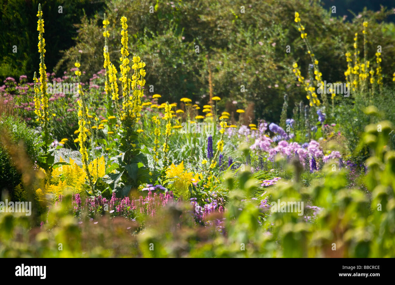 Herbaceous perennial border of tall yellow spikes of verbascum yarrow or Achillea Solidago or golden rod phlox and delphiniums Stock Photo