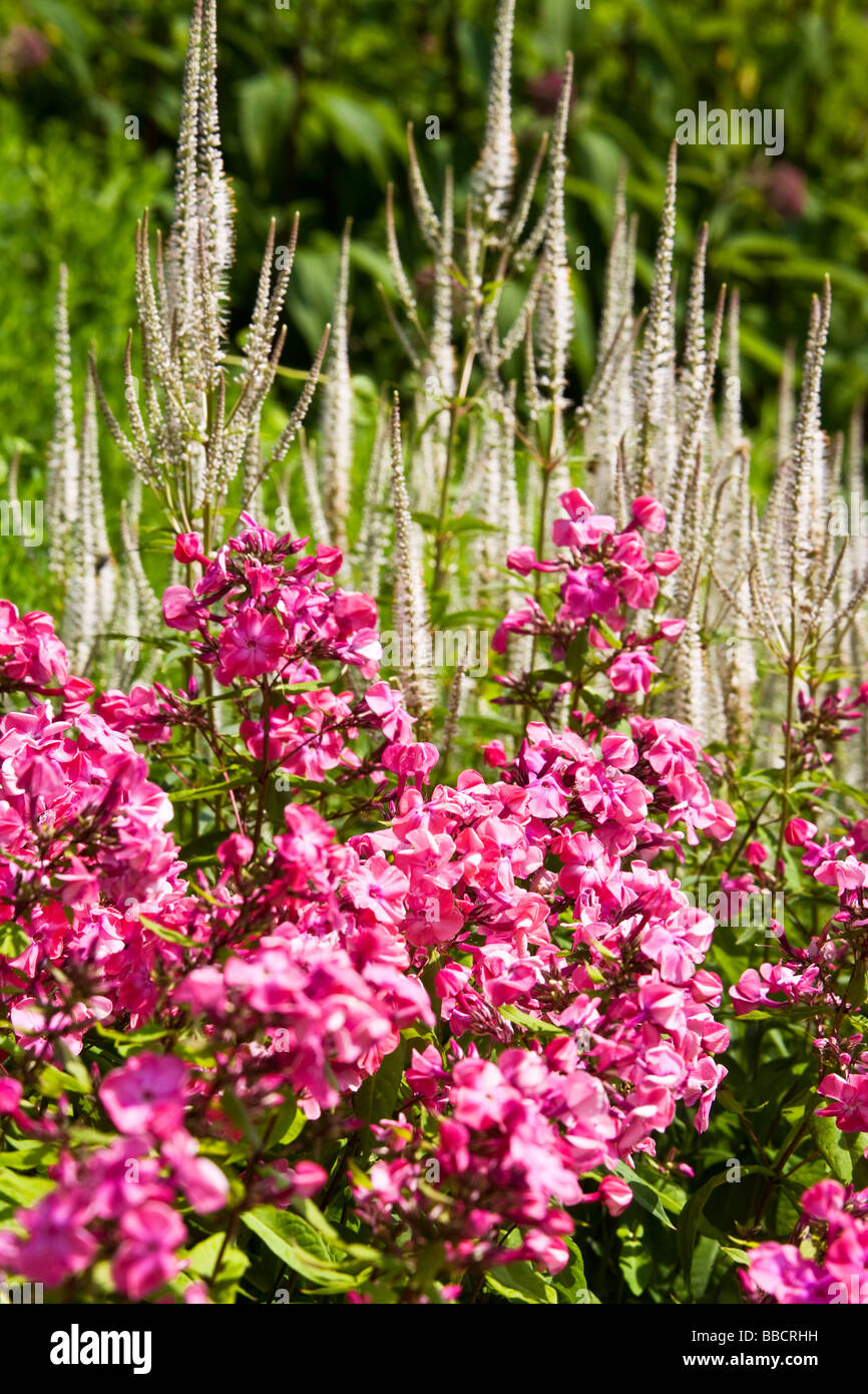 Part of a herbaceous perennial border with dark pink phlox in the foreground and tall white spikes of Veronica,speedwell behind Stock Photo
