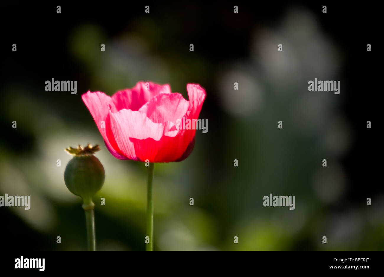 One sunlit pink poppy papaver flower and seed head against a dark background Stock Photo