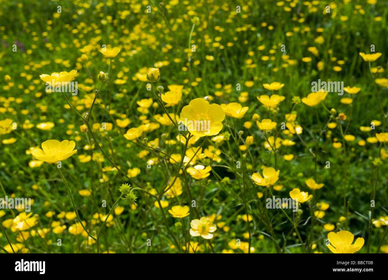 Buttercups growing in a field Stock Photo Alamy