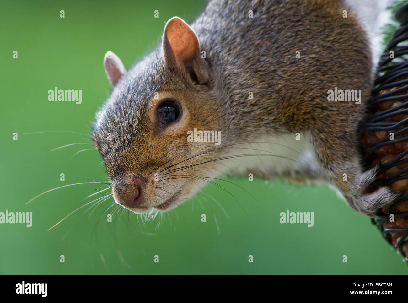 Cheeky Squirrel Stock Photo