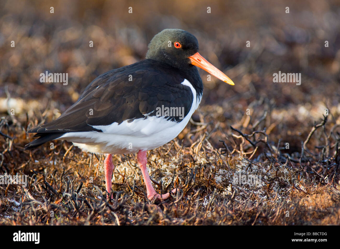 Oystercatcher, Haematopus ostralegus, standing on an area of burnt heather moor in the Cairngorms, Scottish Highlands. Stock Photo
