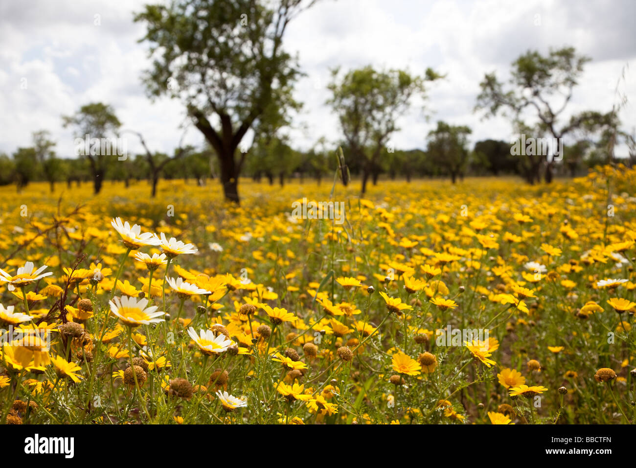 Wildflowers in orchard Mallorca Spain Stock Photo