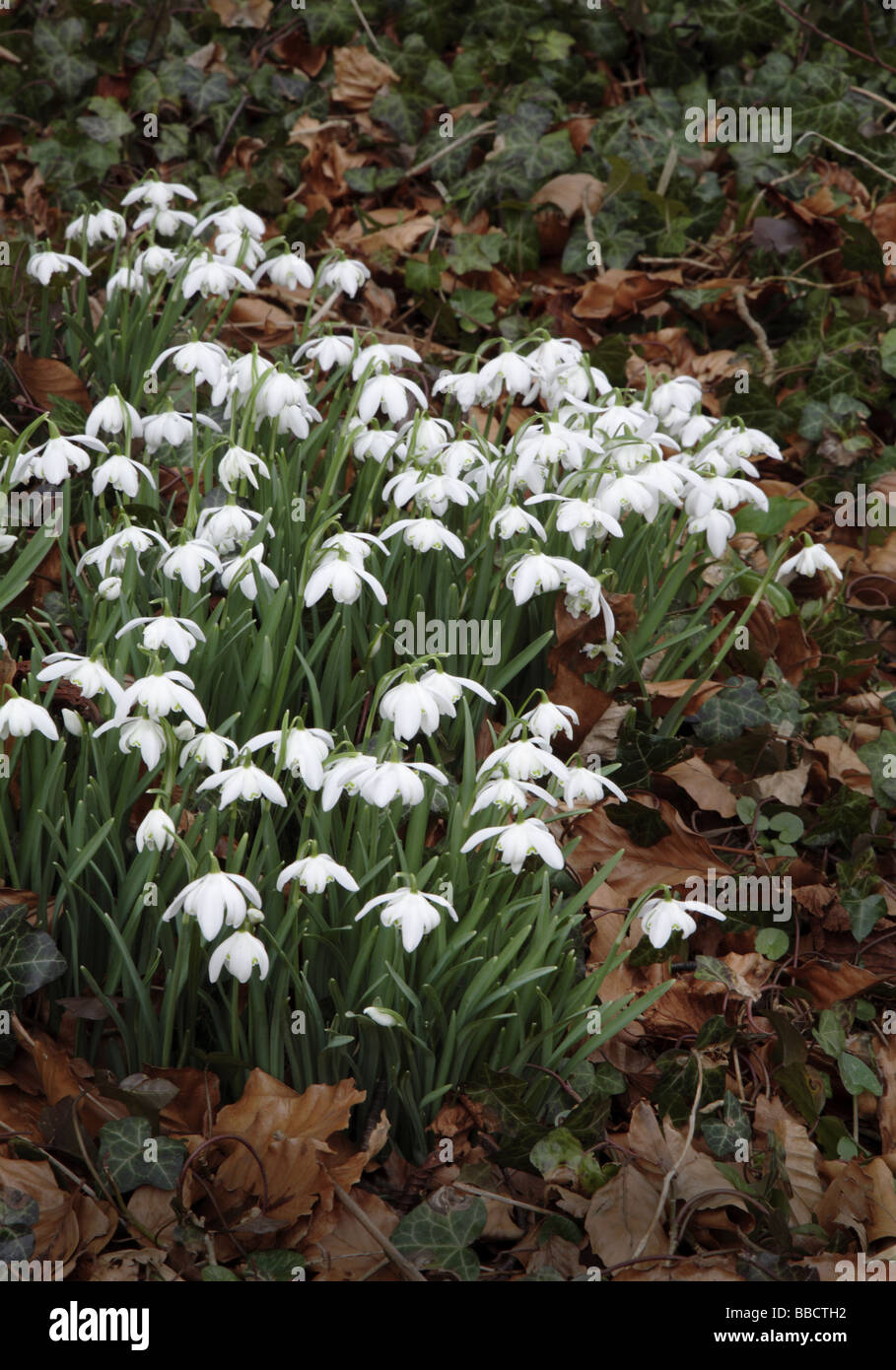 Snowdrop gardens hi-res stock photography and images - Alamy