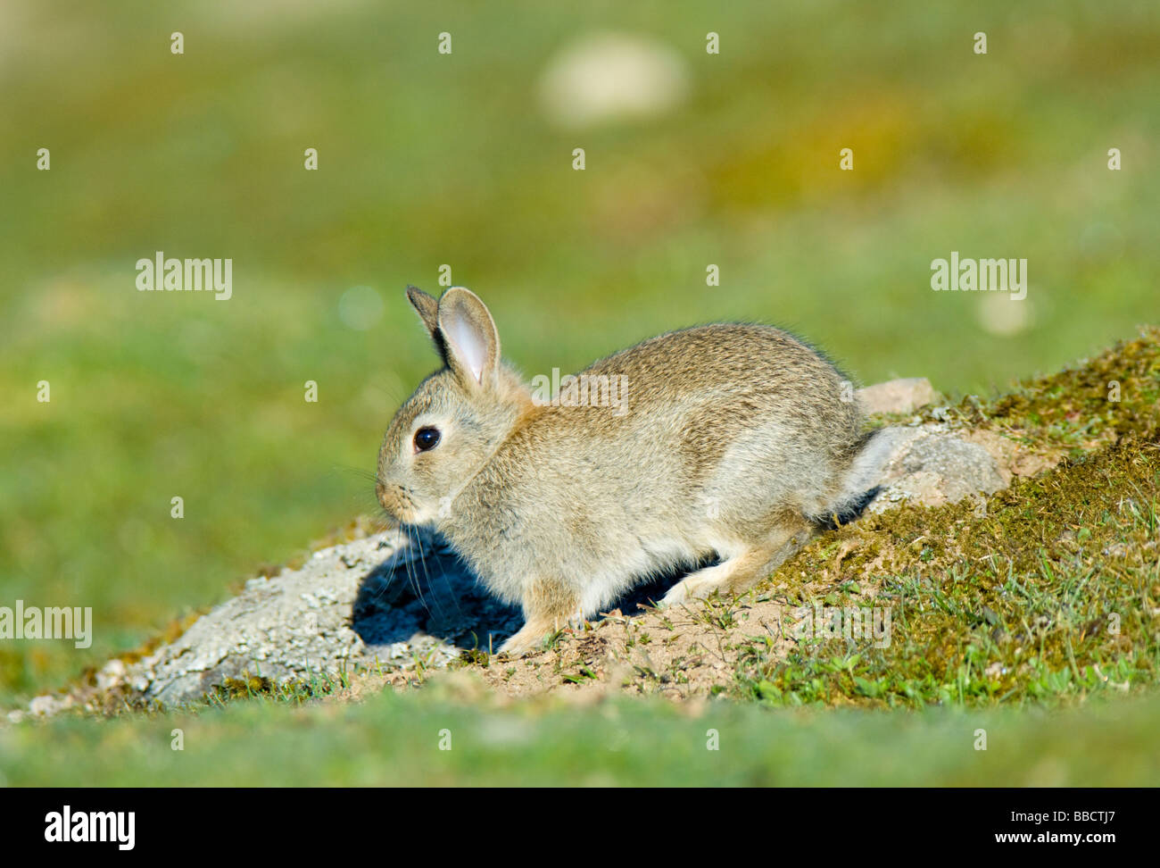 Young Rabbit, Oryctolagus cuniculus, outside its burrow, Scottish