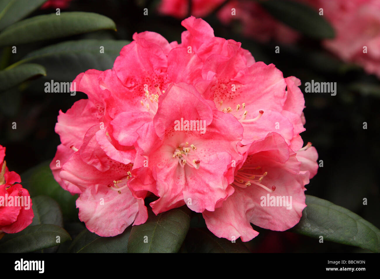 Pink rhododendron flowers close up Rhododendron 'Ann Lindsay' Stock Photo