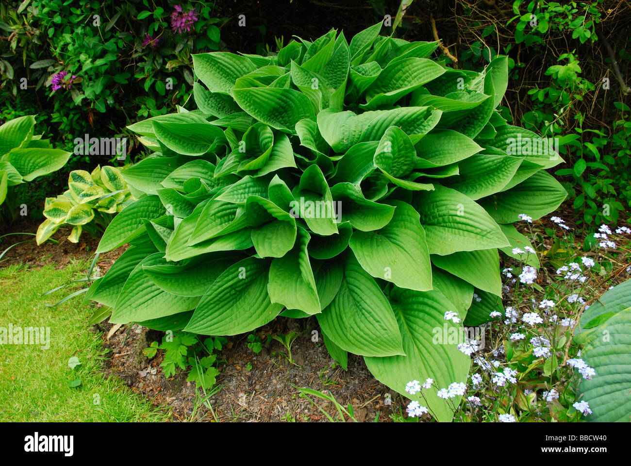 how much is a hosta plant