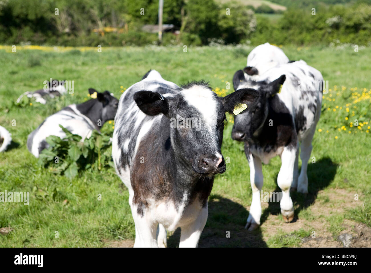 Oxford. baby milk cows Stock Photo Alamy