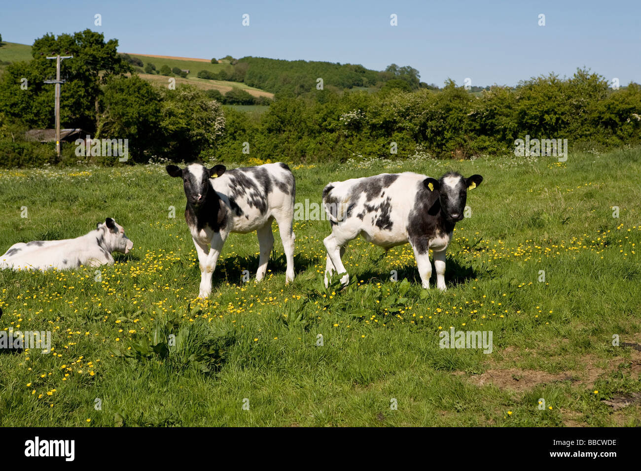 Oxford. baby milk cows Stock Photo Alamy