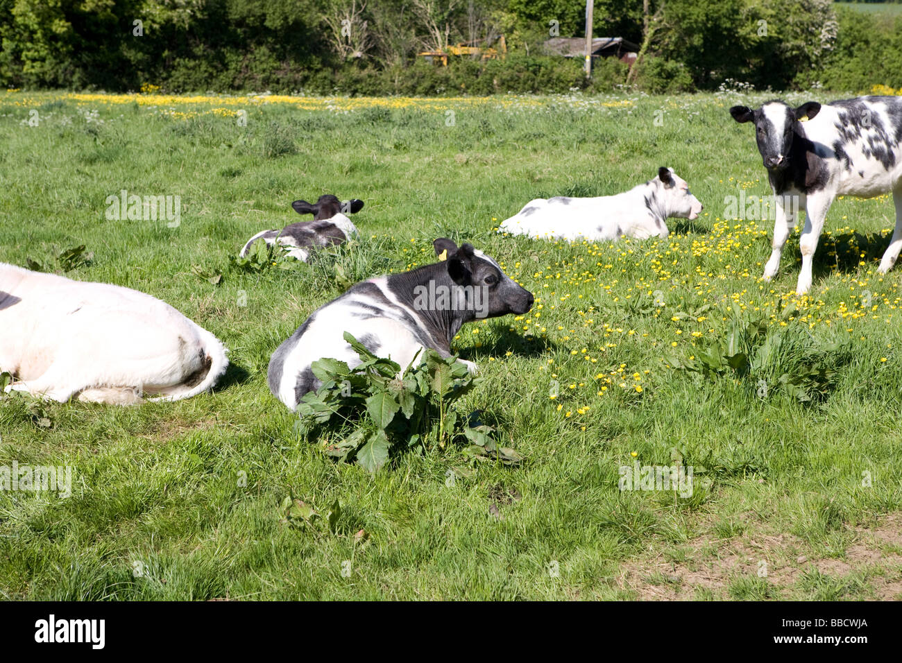 Oxford. baby milk cows Stock Photo Alamy
