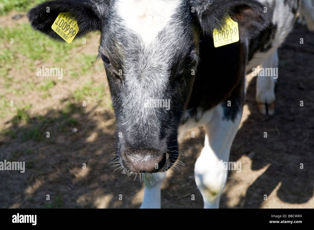 Oxford. baby milk cows Stock Photo Alamy