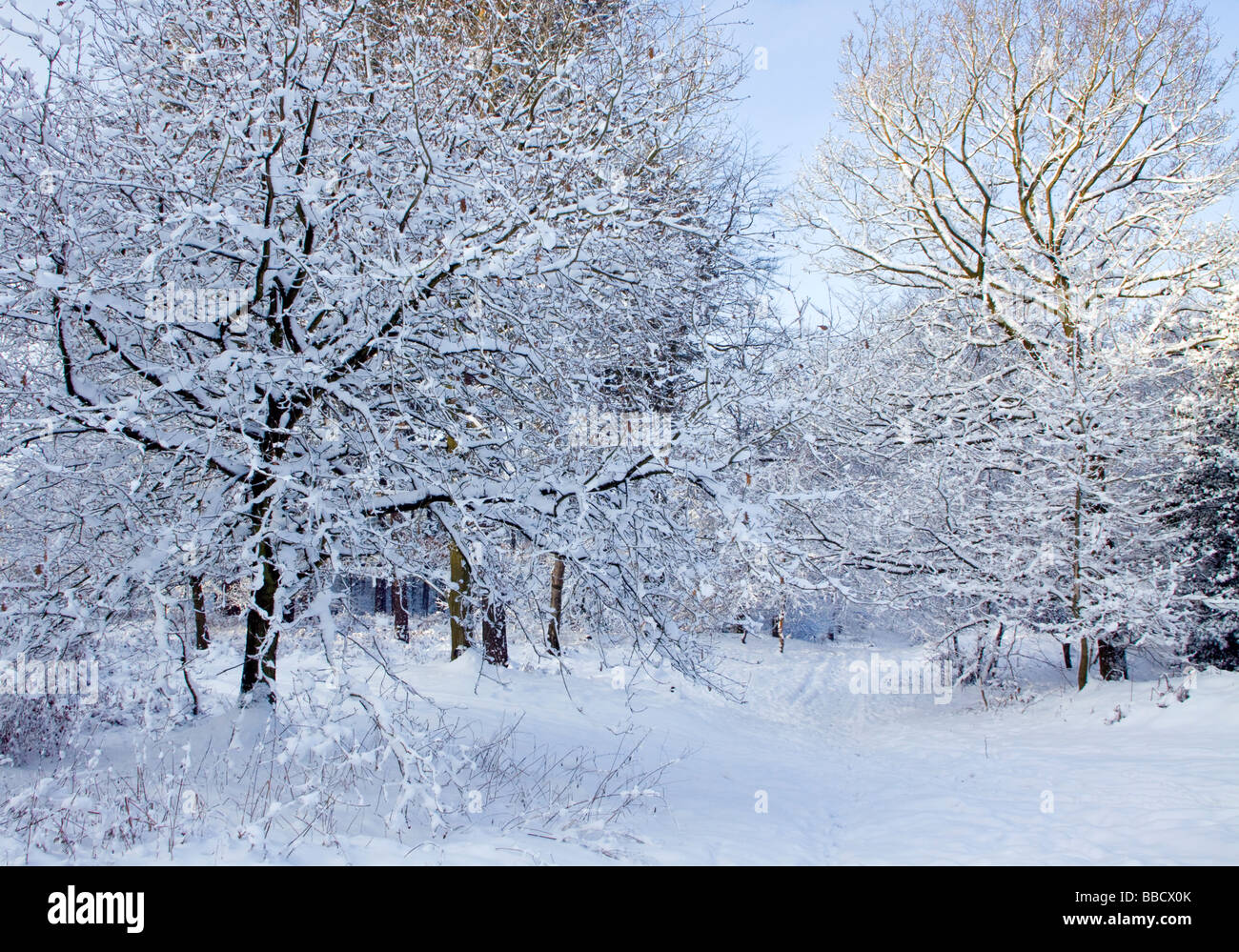 Staffordshre Way snow covered path and trees in winter Cannock Wood Stock Photo