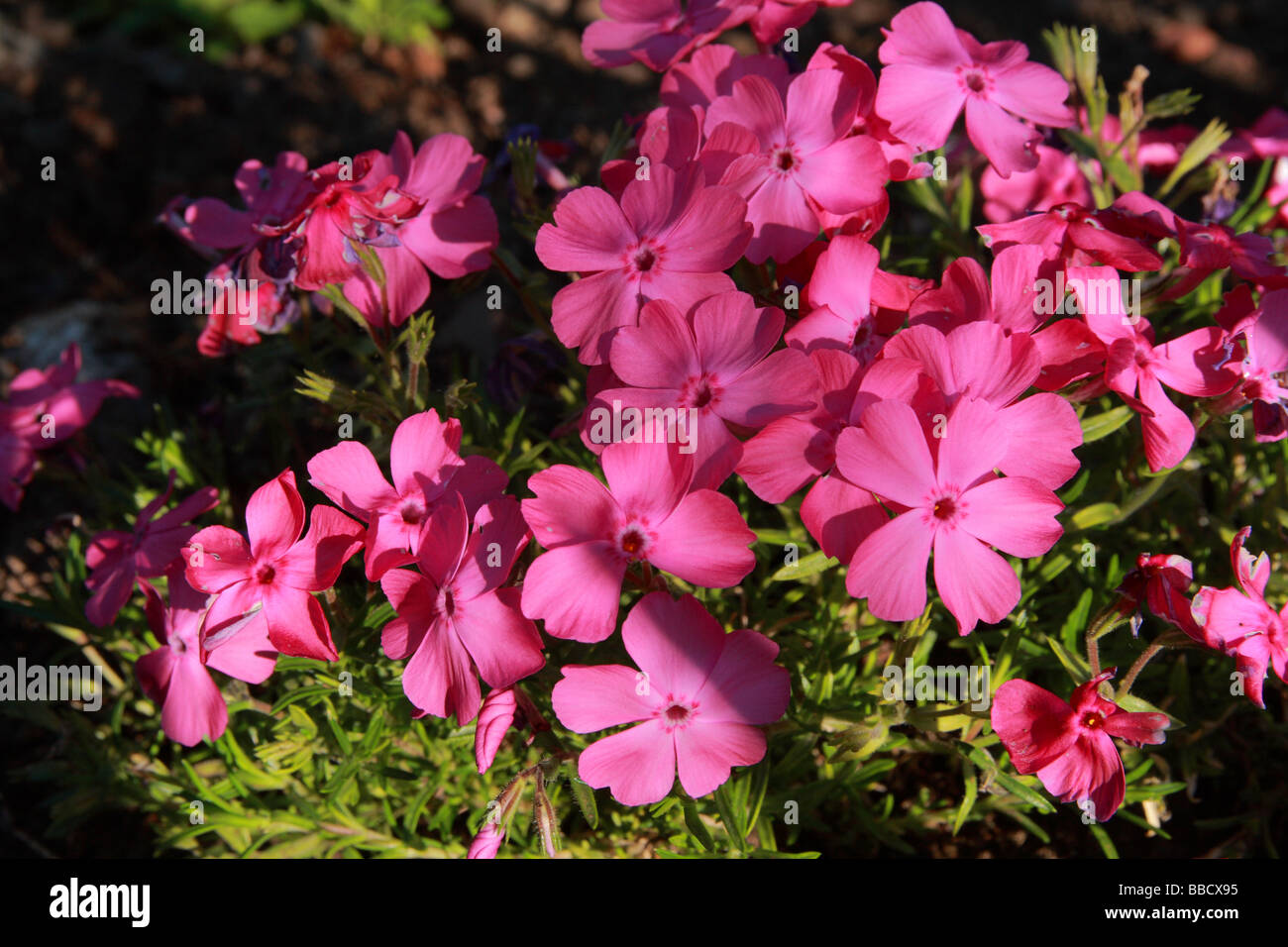 Prostrate Growing Pink Phlox Stock Photo