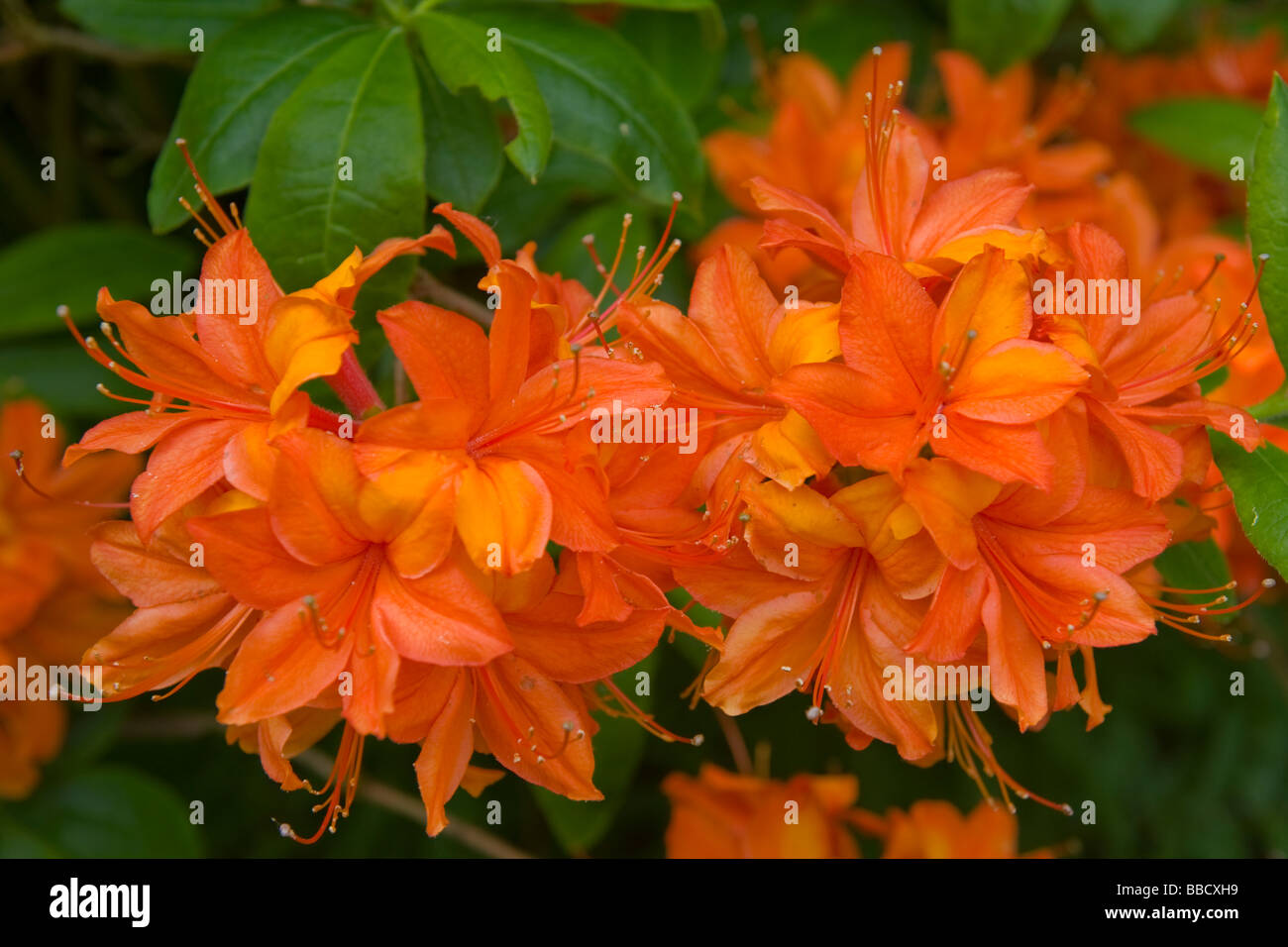 Golders Green , Golders Hill Park , Pergola Hill , close up of Stock