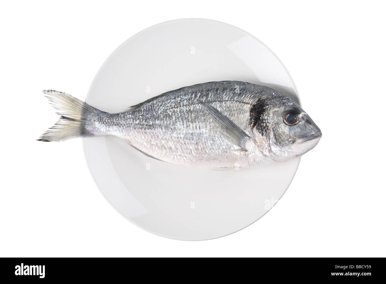 Uncooked fish (sparus auratus)on a plate isolated against white background Stock Photo