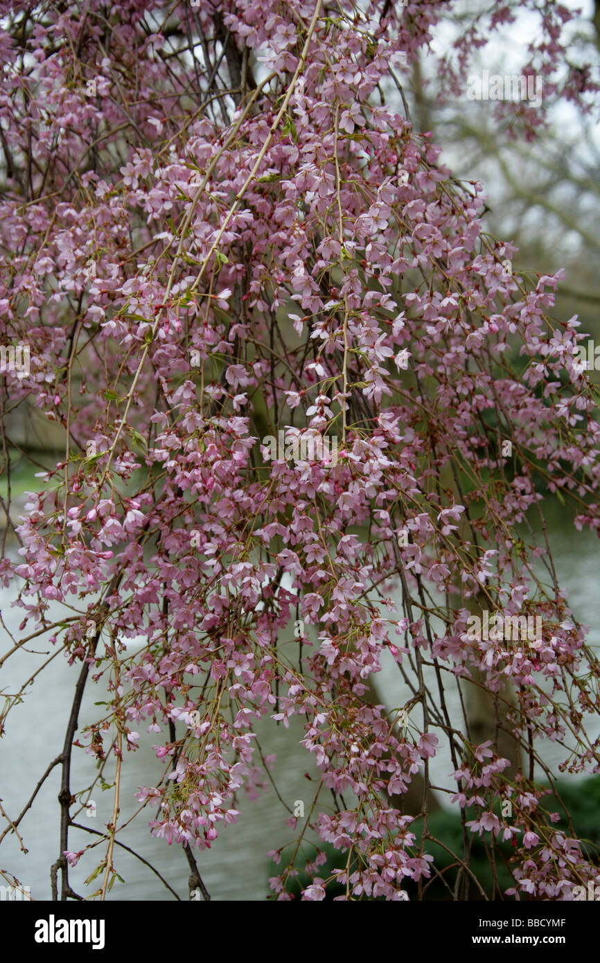 Higan Cherry or Spring Cherry, Prunus subhirtella 'Pendula Rubra', Rosaceae, Japan Stock Photo