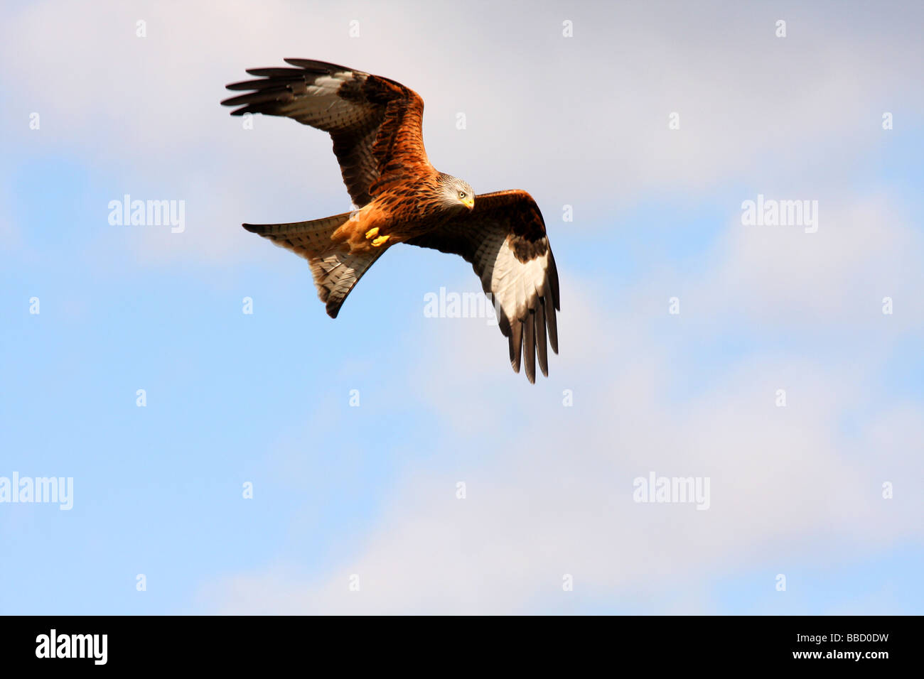 The Red Kite or Milvus milvus,Mid Wales has the greatest density and diversity of birds of prey Stock Photo