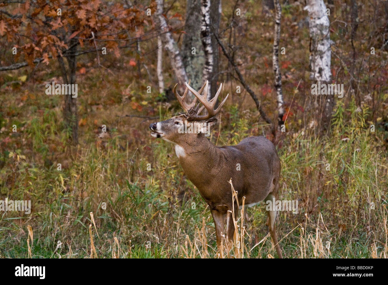 Buck performing flehmen hires stock photography and images Alamy