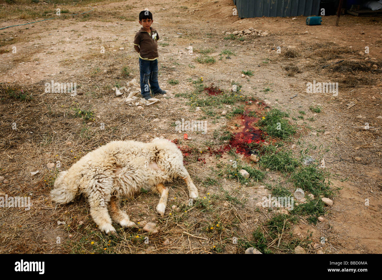 A child stands behind a sheep which has just been killed and will shortly be eaten. El Araqeeb, Israel Stock Photo