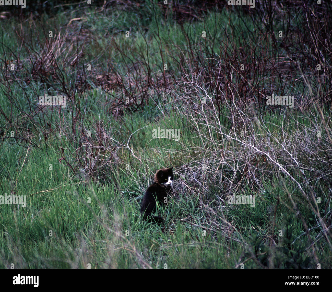 feral cat Lake Merced park San Francisco California Stock Photo