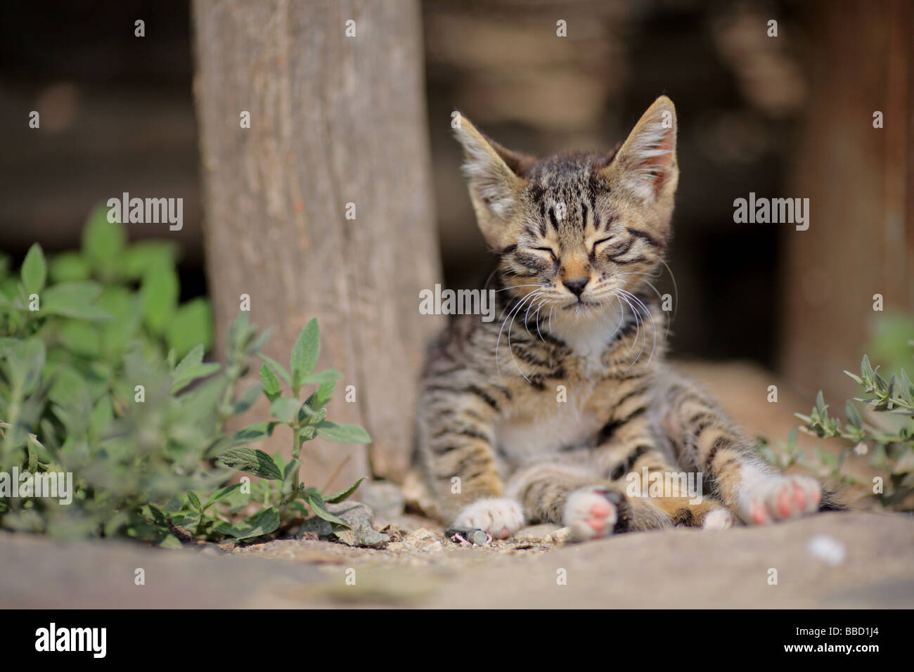 Kitten sleeping outside Stock Photo Alamy