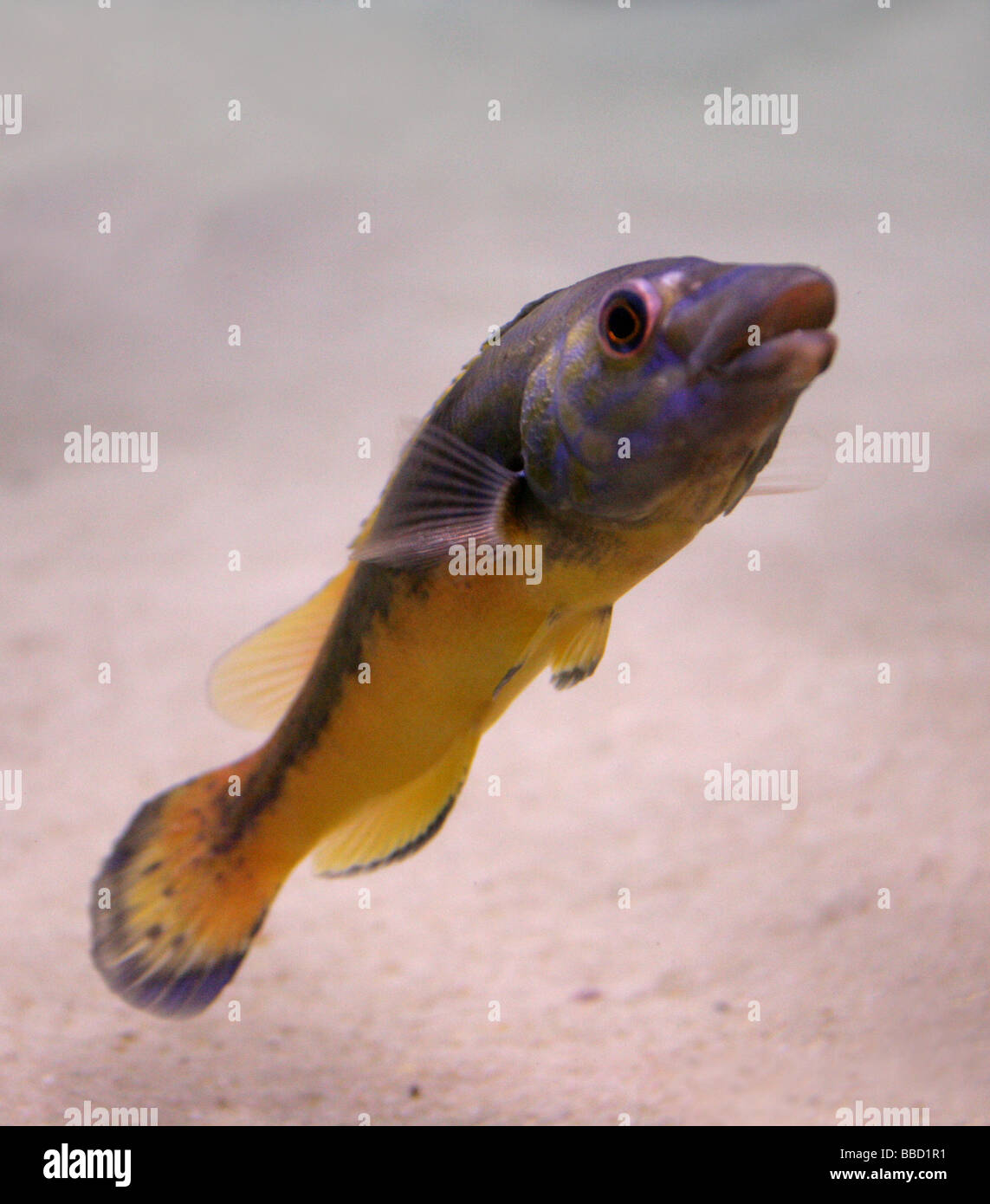 Cuckoo Wrasse, Labrus mixtus aka Labrus bimaculatus, Labridae. A Common ...