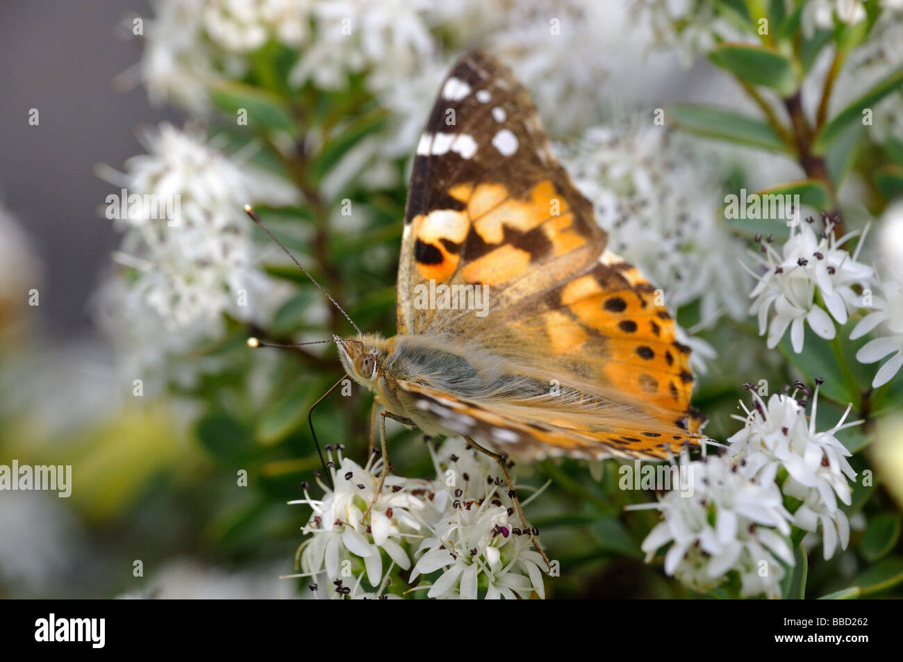 Painted Lady butterfly feeding on hebe plant Stock Photo