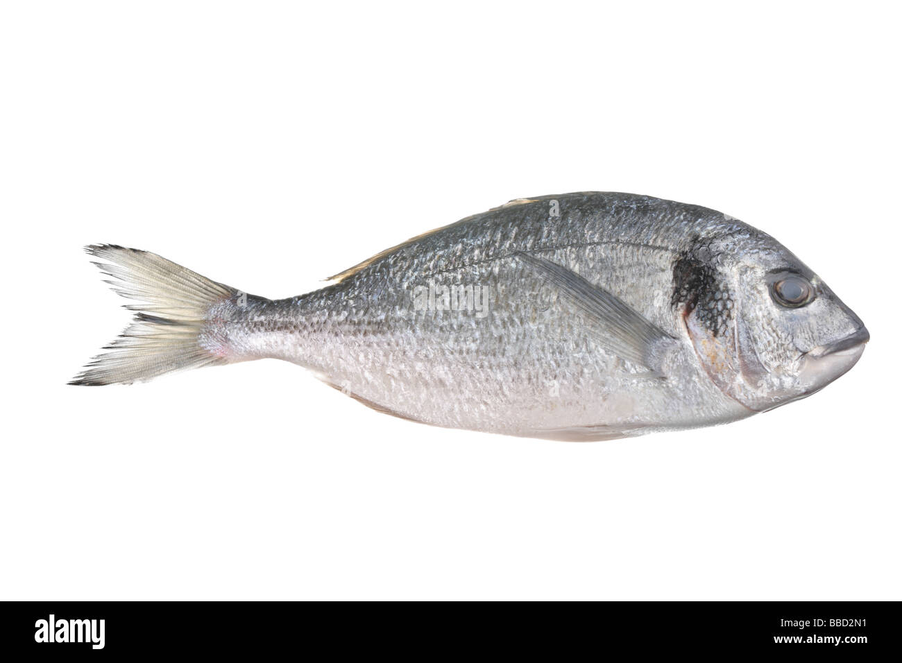 Uncooked fish (sparus auratus) Stock Photo